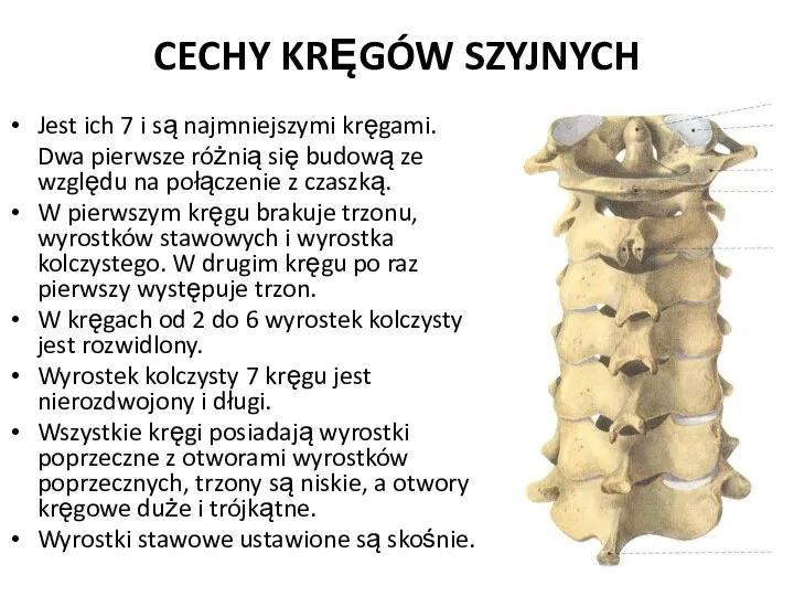 CECHY KRĘGÓW SZYJNYCH Jest ich 7 i są najmniejszymi kręgami. Dwa pierwsze