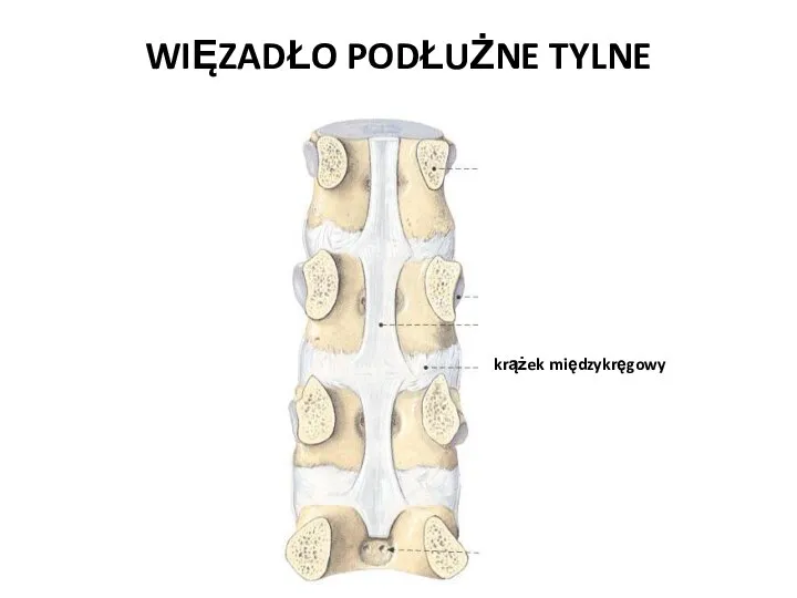 WIĘZADŁO PODŁUŻNE TYLNE krążek międzykręgowy