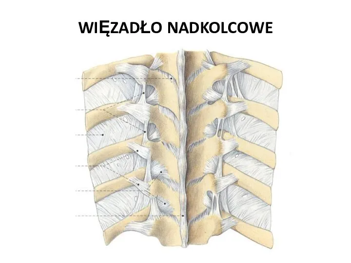 WIĘZADŁO NADKOLCOWE