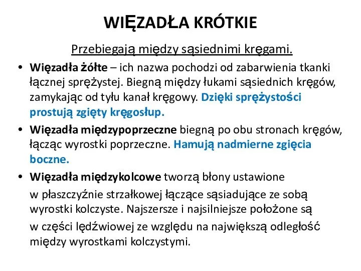 WIĘZADŁA KRÓTKIE Przebiegają między sąsiednimi kręgami. Więzadła żółte – ich nazwa pochodzi