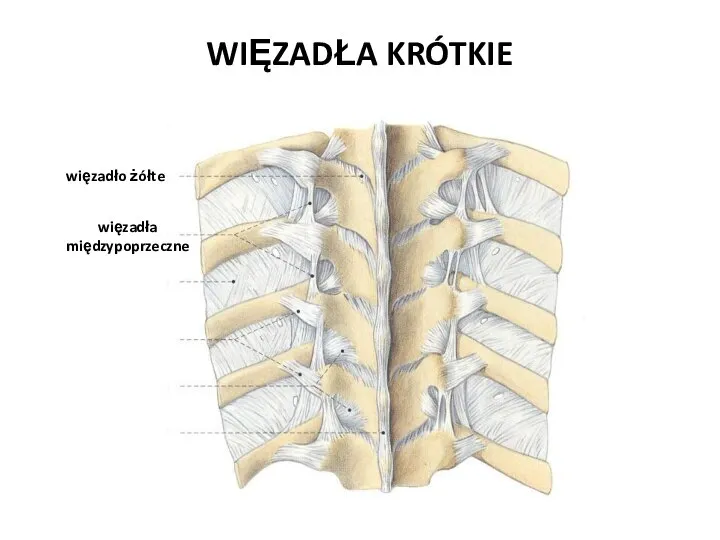 WIĘZADŁA KRÓTKIE więzadło żółte więzadła międzypoprzeczne