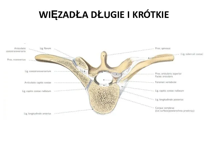 WIĘZADŁA DŁUGIE I KRÓTKIE