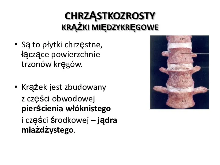 CHRZĄSTKOZROSTY KRĄŻKI MIĘDZYKRĘGOWE Są to płytki chrzęstne, łączące powierzchnie trzonów kręgów. Krążek