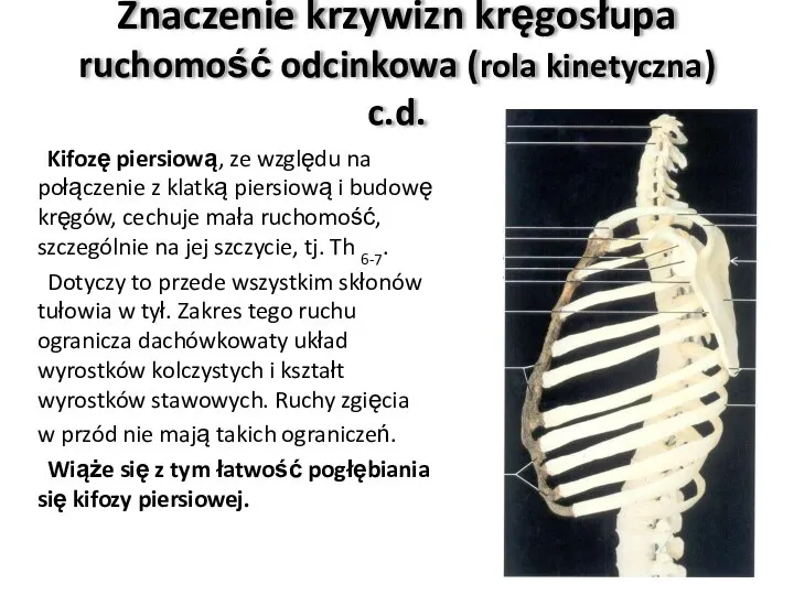 Znaczenie krzywizn kręgosłupa ruchomość odcinkowa (rola kinetyczna) c.d. Kifozę piersiową, ze względu