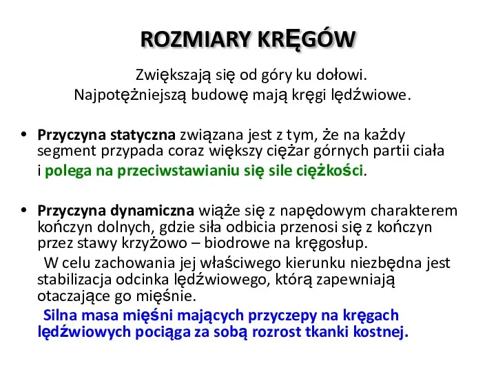 ROZMIARY KRĘGÓW Zwiększają się od góry ku dołowi. Najpotężniejszą budowę mają kręgi