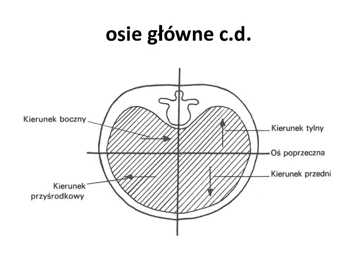 osie główne c.d.