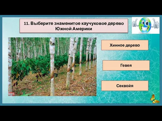 Хинное дерево Гевея Секвойя 11. Выберите знаменитое каучуковое дерево Южной Америки