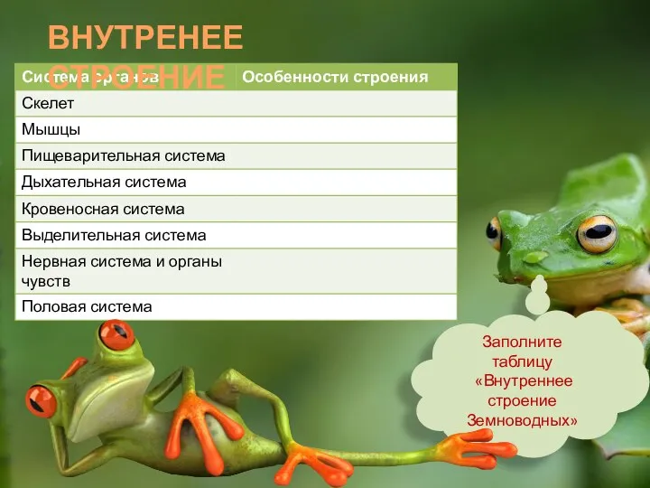 Заполните таблицу «Внутреннее строение Земноводных» ВНУТРЕНЕЕ СТРОЕНИЕ