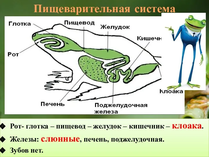 Пищеварительная система Рот- глотка – пищевод – желудок – кишечник – клоака.