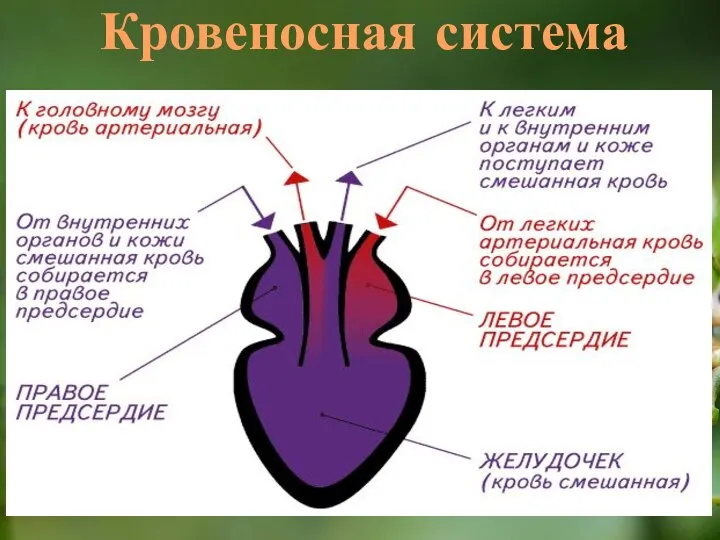 Кровеносная система