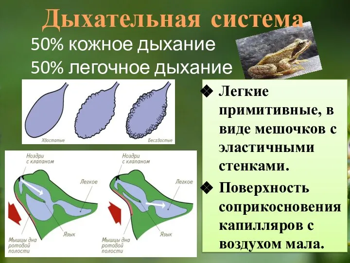 Легкие примитивные, в виде мешочков с эластичными стенками. Поверхность соприкосновения капилляров с