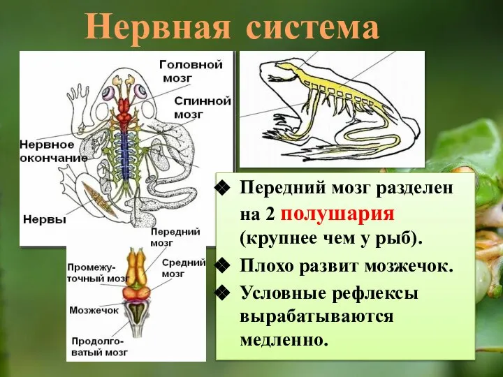Нервная система Передний мозг разделен на 2 полушария (крупнее чем у рыб).