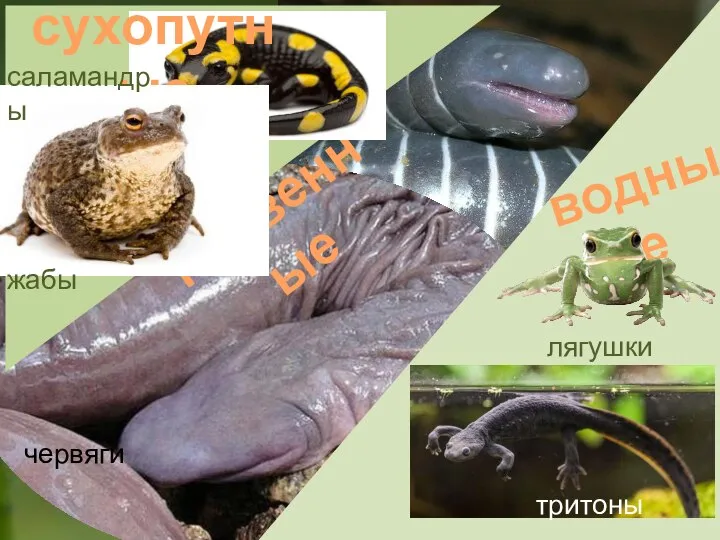 почвенные водные тритоны лягушки сухопутные жабы саламандры червяги