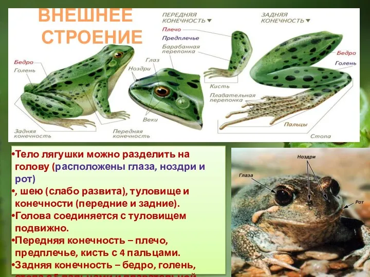 Тело лягушки можно разделить на голову (расположены глаза, ноздри и рот) ,