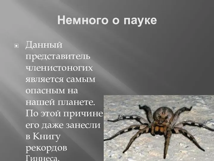 Немного о пауке Данный представитель членистоногих является самым опасным на нашей планете.