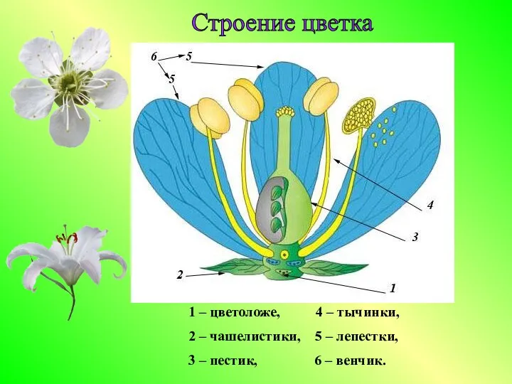 Строение цветка 1 – цветоложе, 4 – тычинки, 2 – чашелистики, 5