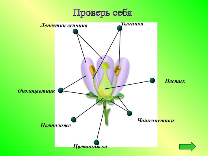 Лепестки венчика Тычинки Пестик Околоцветник Цветоложе Чашелистики Цветоножка Проверь себя