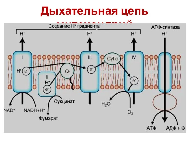 Дыхательная цепь митохондрий