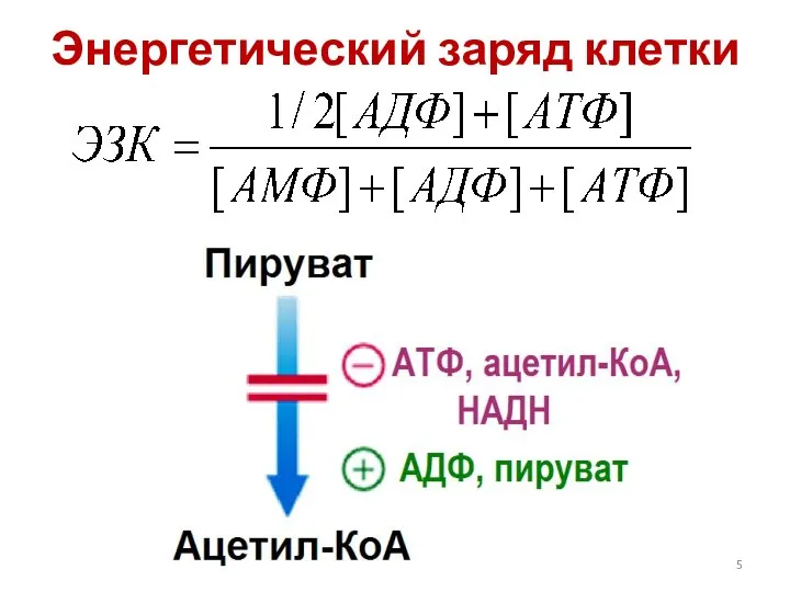 Энергетический заряд клетки