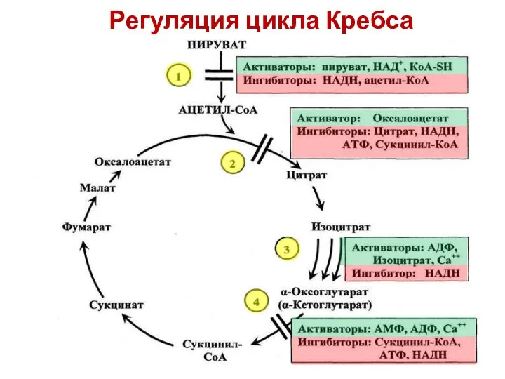 Регуляция цикла Кребса