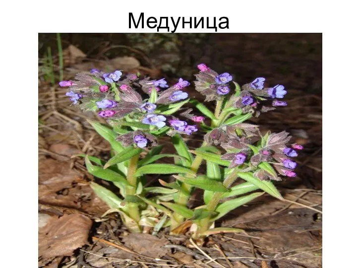 Медуница