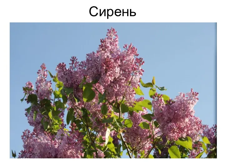 Сирень