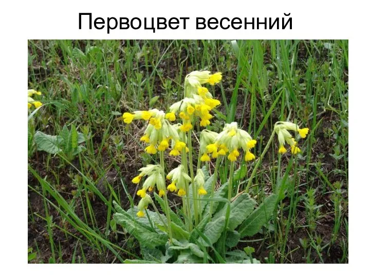 Первоцвет весенний