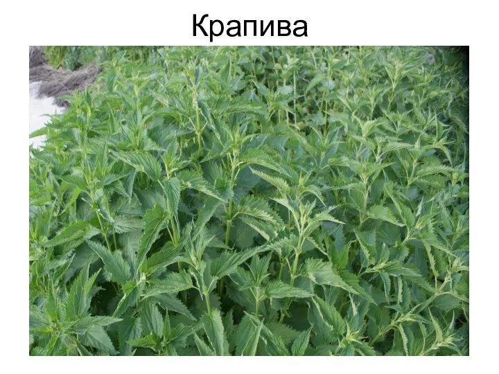 Крапива