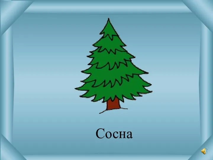 Сосна