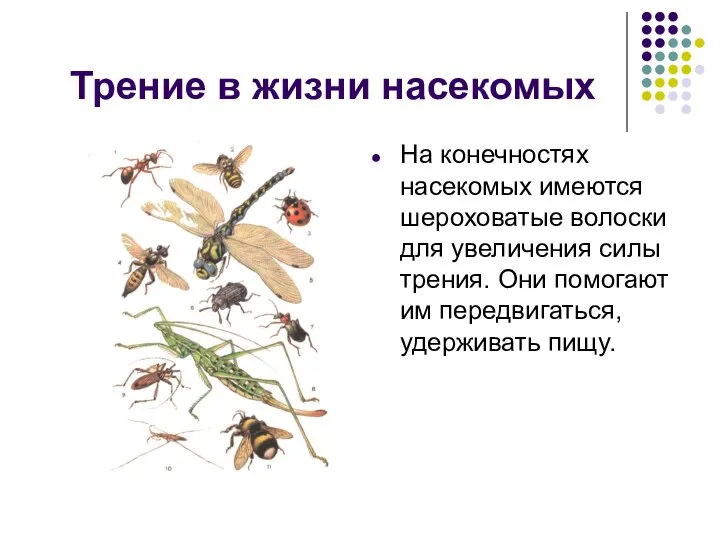 Трение в жизни насекомых На конечностях насекомых имеются шероховатые волоски для увеличения