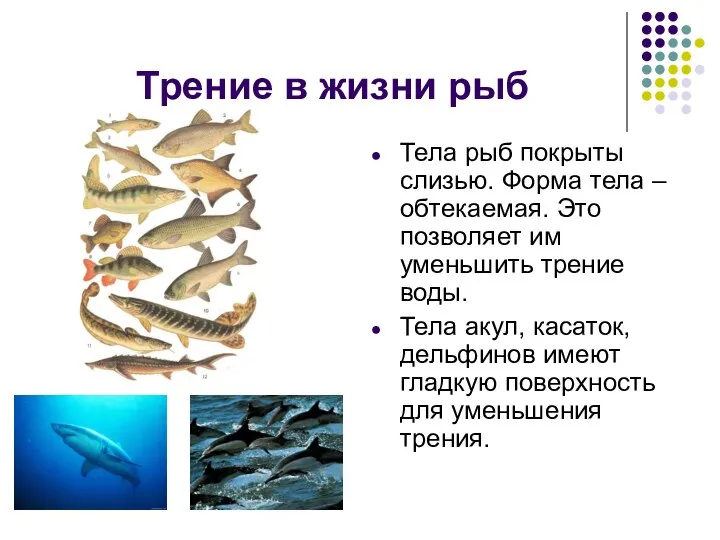 Трение в жизни рыб Тела рыб покрыты слизью. Форма тела – обтекаемая.