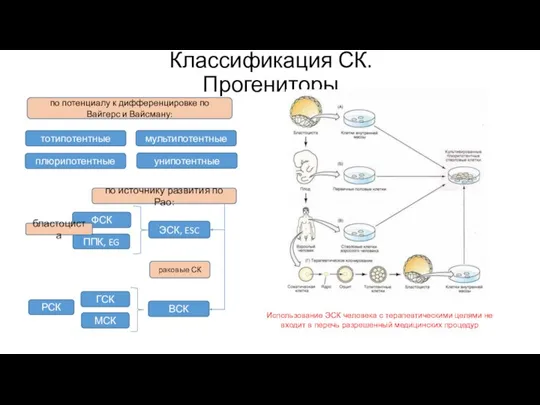 Классификация СК. Прогениторы по потенциалу к дифференцировке по Вайгерс и Вайсману: по