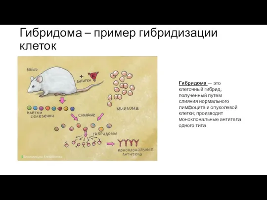 Гибридома – пример гибридизации клеток Гибридома — это клеточный гибрид, полученный путем