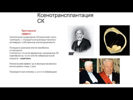 Ксенотрансплантация СК Генетически чужеродные СК выполняют роль триггеров, т. к продукты их