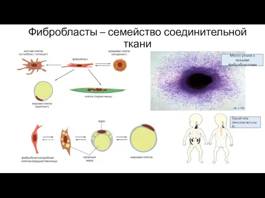 Фибробласты – семейство соединительной ткани Место укола с новыми фибробластами Бурый жир (многокапельный)