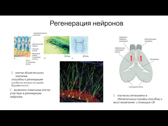 Регенерация нейронов клетки из гиппокампа и обонятельных луковиц способны к восстановлению с