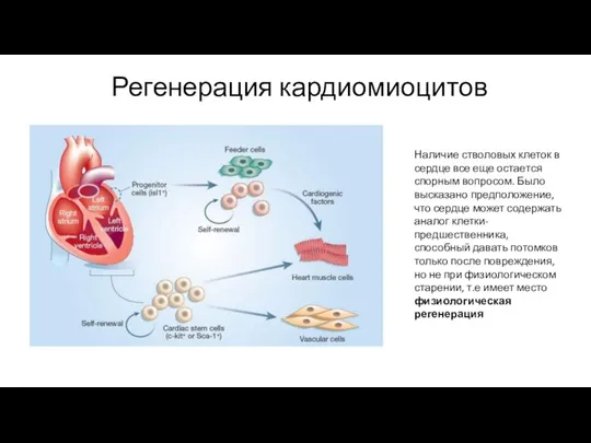 Наличие стволовых клеток в сердце все еще остается спорным вопросом. Было высказано