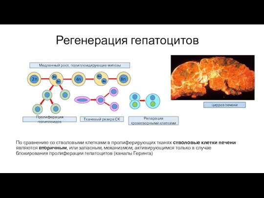 По сравнению со стволовыми клетками в пролиферирующих тканях стволовые клетки печени являются