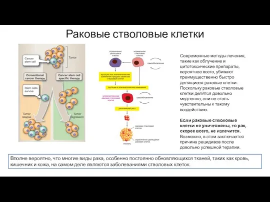 Раковые стволовые клетки Вполне вероятно, что многие виды рака, особенно постоянно обновляющихся