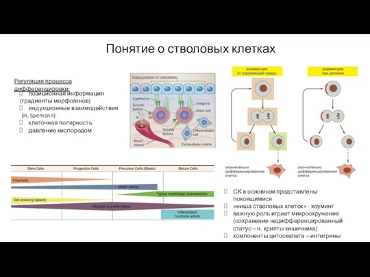 Понятие о стволовых клетках позиционная информация (градиенты морфогенов) индукционные взаимодействия (H. Spemann)