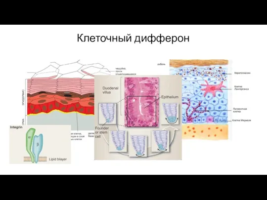 Клеточный дифферон