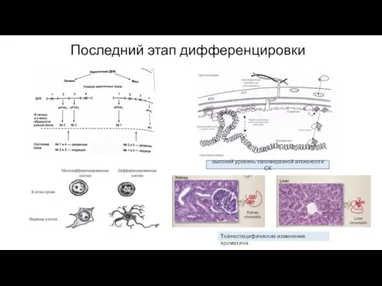 Последний этап дифференцировки Тканеспецифические изменения хроматина высокий уровень теломеразной активности СК