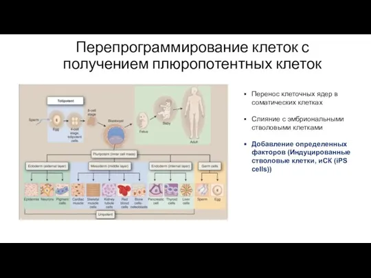 Перепрограммирование клеток с получением плюропотентных клеток Перенос клеточных ядер в соматических клетках