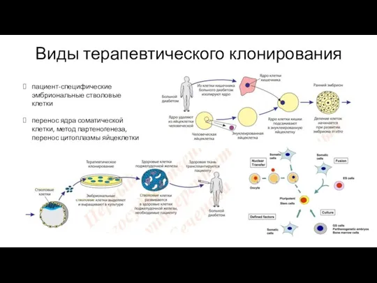 Виды терапевтического клонирования пациент-специфические эмбриональные стволовые клетки перенос ядра соматической клетки, метод партеногенеза, перенос цитоплазмы яйцеклетки