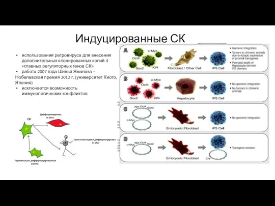 Индуцированные СК использования ретровируса для внесения дополнительных клонированных копий 4 «главных регуляторных