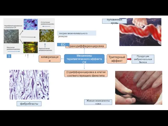 Механизмы терапевтического эффекта СК трансдифференцировка Триггерный эффект химеризация (1)дифференцировка в клетки соответствующего