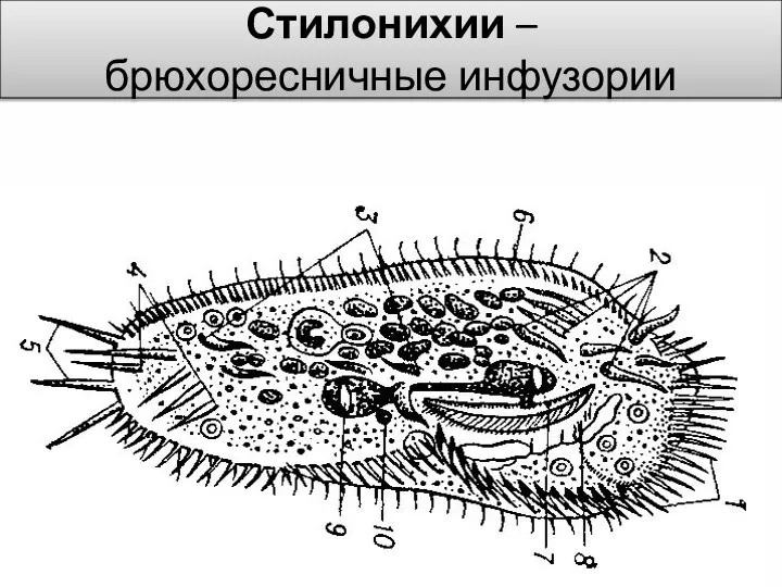 Стилонихии – брюхоресничные инфузории