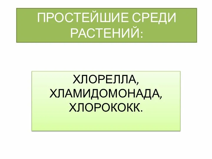 ПРОСТЕЙШИЕ СРЕДИ РАСТЕНИЙ: ХЛОРЕЛЛА, ХЛАМИДОМОНАДА, ХЛОРОКОКК.