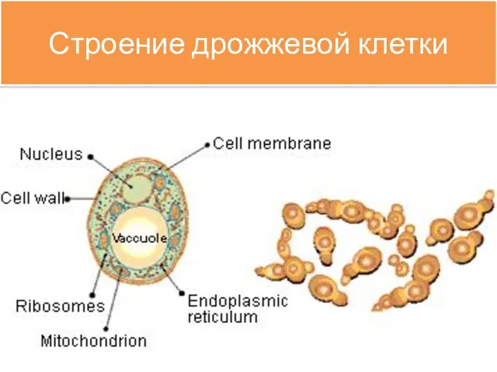 Строение дрожжевой клетки