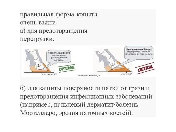 правильная форма копыта очень важна а) для предотвращения перегрузки: б) для защиты